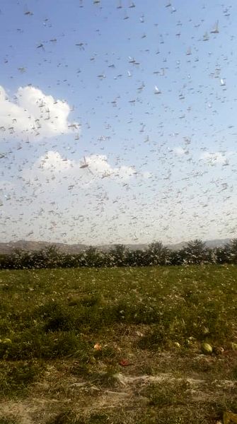 هجوم سنگین ملخ صحرایی به قیروکارزین 
