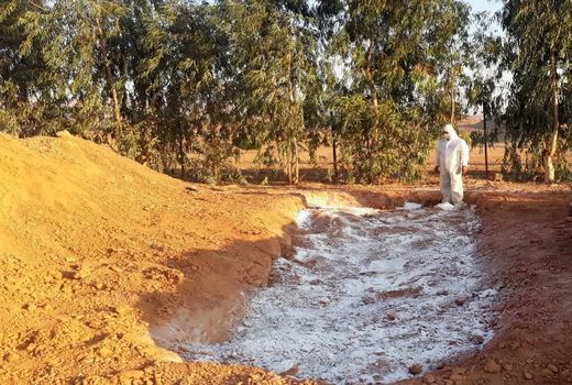 پاکسازی واحد مرغداری گوشتی مبتلا به نیوکاسل در اندیکا