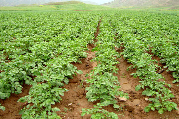 اختصاص بیش از 24 هزار هکتار از اراضی کشاورزی به کشت بهاره