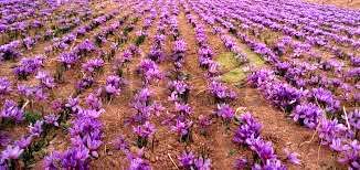 بررسی عوامل خسارت‌زای زعفران خراسان جنوبی