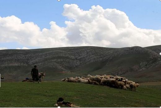 ممیزی ۱۷۰۰ هکتار از مراتع عشایری شیروان