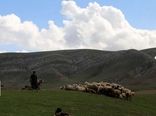 ممیزی ۱۷۰۰ هکتار از مراتع عشایری شیروان