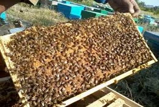 رشد تولید عسل در قائم شهر