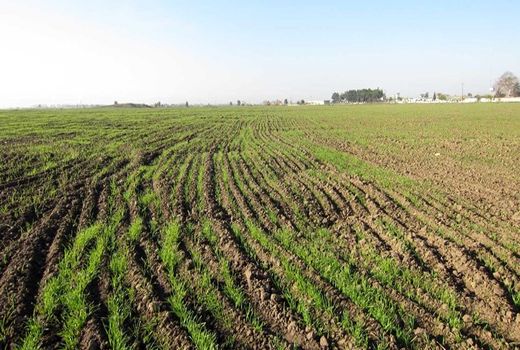 بیش از یک میلیون از اراضی کشاوزری ایلام پایش شد