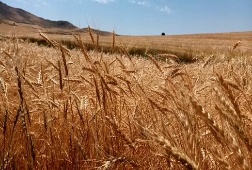 پیش بینی فعالیت ۱۰۰ دستگاه کمباین در عملیات برداشت گندم در مراغه