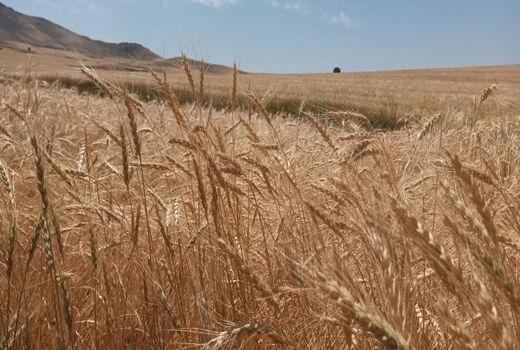 پیش بینی فعالیت ۱۰۰ دستگاه کمباین در عملیات برداشت گندم در مراغه