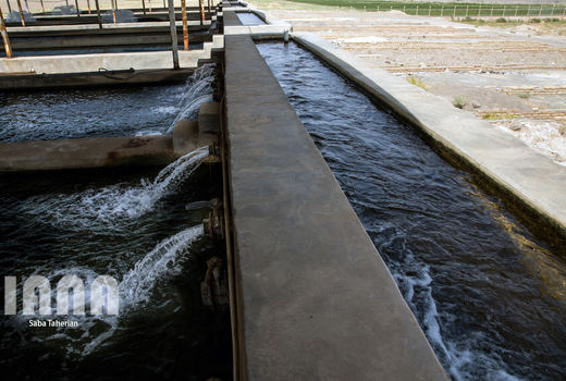 پرورش ماهی در دریا راهکار افزایش تولید آبزیان در ایران است