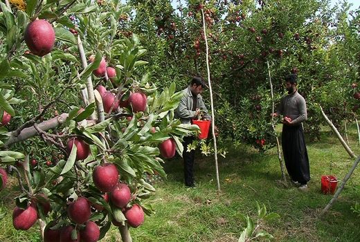 برداشت  ۲۷۰ هزارتن سیب از باغ‌های شهرستان مراغه