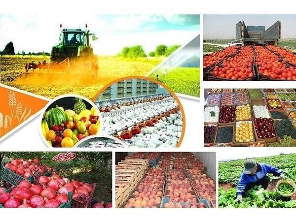 احداث 80 واحد صنایع کشاورزی در ساری