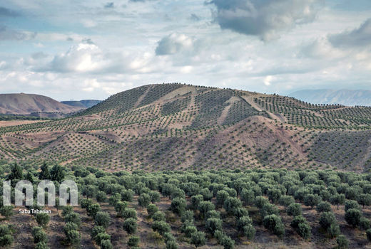طرح توسعه باغات دیم در کردستان با جدیت دنبال می‌شود