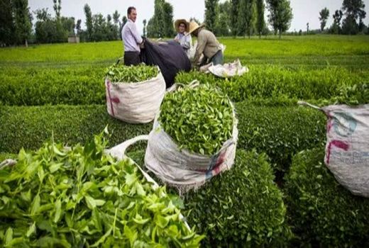 آغاز چین اول چای از ۵ اردیبهشت/ پیش‌بینی تولید با کیفیت «خوب تا بسیار خوب»