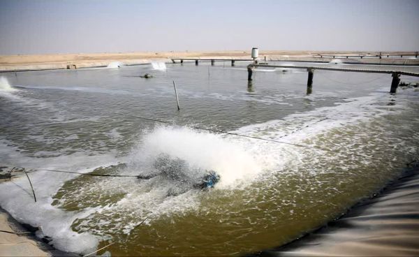 استان بوشهر قطب اول تولید میگوی پرورشی و جلبک کشور