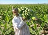 برداشت 85 هزارتن موز درسیستان وبلوچستان