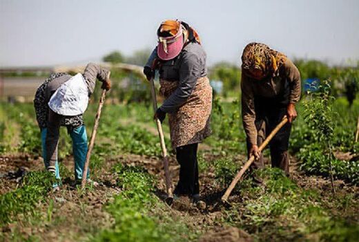  حمایت از تولیدکننده رسالت تعاون روستایی است