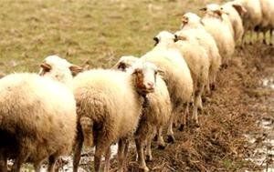 ذخیرهسازی ۱۰۰ تن گوشت قرمز در خراسان شمالی