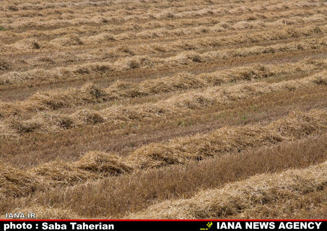 برداشت مکانیزه گندم