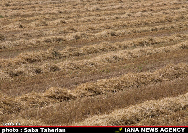 برداشت مکانیزه گندم