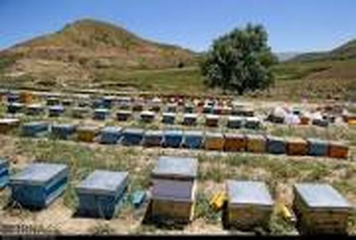 زنبورستان‌های استان سمنان هم امسال سرشماری نمی‌شود