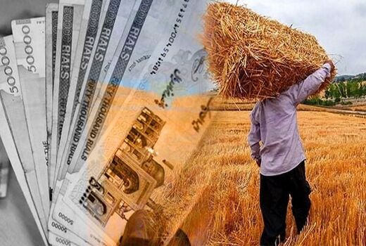 پرداخت ۱۳۶ همت به ۶۰۳ هزار گندمکار/ دولت ۸۶ درصد از مطالبات کشاورزان را تسویه کرد