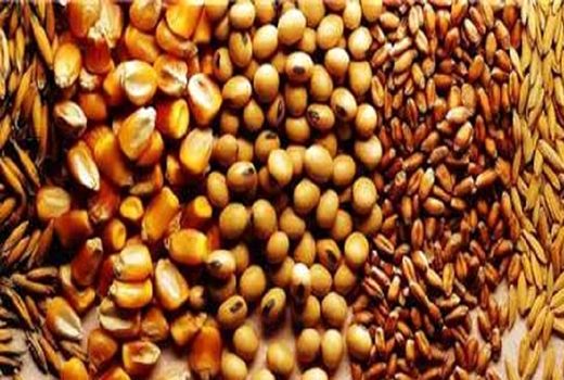 دنیای غلات با چه اندوخته ای به استقبال 2025 می رود؟