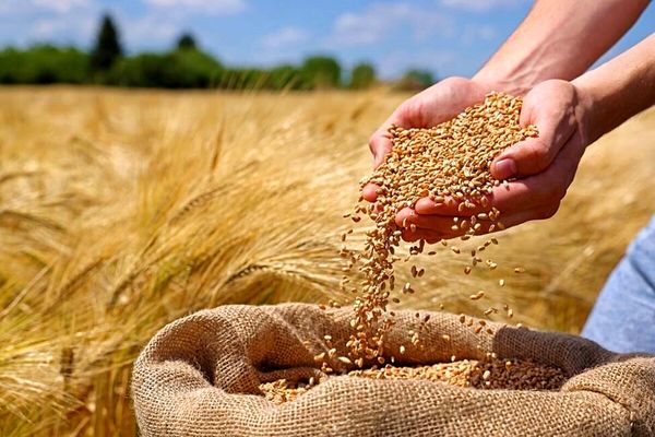 بهنژادی سریع، گندم را تا 6 سال جلو میاندازد