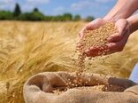 به‌نژادی سریع، گندم را تا 6 سال جلو می‌اندازد