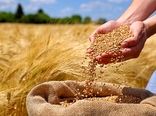 به‌نژادی سریع، گندم را تا 6 سال جلو می‌اندازد