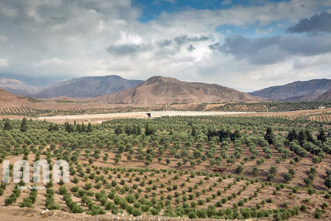  باغ بزرگ زیتون‌کشور در منجیل