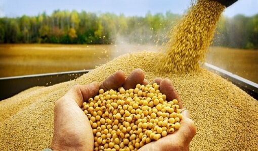 آرژانتین، برزیل و آمریکا پرچمداران صادرات کنجاله سویا در جهان 