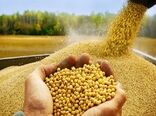 آرژانتین، برزیل و آمریکا پرچمداران صادرات کنجاله سویا در جهان 