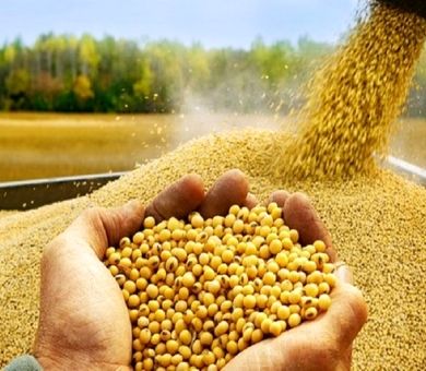 آرژانتین، برزیل و آمریکا پرچمداران صادرات کنجاله سویا در جهان 