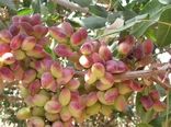 کلاس آموزشی تغذیه  درختان و اصلاح بافت خاک باغات پسته در شهرستان شهربابک برگزار شد