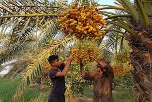 توانمند سازی کشاورزان خرمشهری