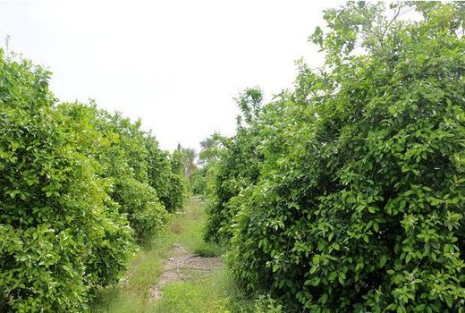 مدیریت تلفیقی بهبود حاصلخیزی خاک در باغات استان بوشهر اجرا می‌شود