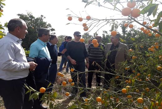 کارشناسان ایتالیایی زوال مرکبات جهرم را بررسی کردند