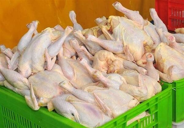 افرایش 4درصدی تولید گوشت مرغ در استان گیلان 