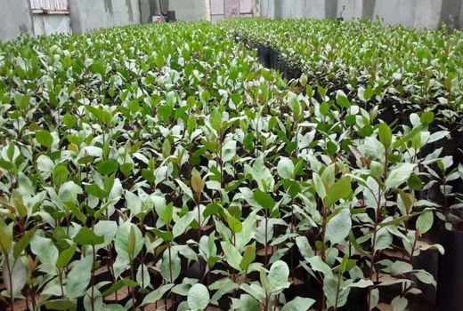 ارتقای کیفیت تولید نهال، گامی مؤثر در توسعه پایدار باغبانی 