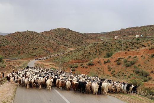 تولید 7 هزار تن گوشت قرمز در کوار 