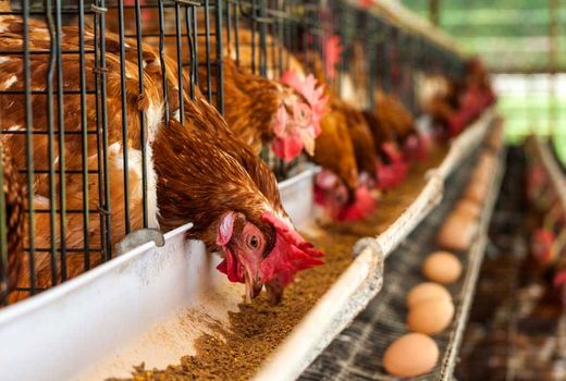 تولید ۵۷ هزار تن تخم مرغ درواحدهای مرغ تخمگذار استان قزوین