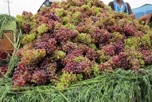 توسعه کشت ارقام جدید وارداتی انگور در شاهرود