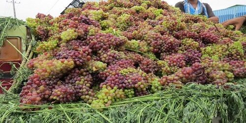 برداشت انگور از تاکستان های فیروزآباد آغاز شد