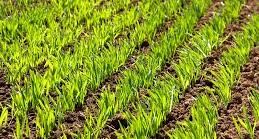 کاشت بیش از 4 هزار هکتار گندم در خرم بید