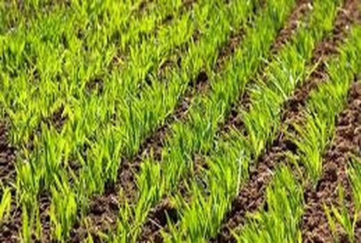 کاشت بیش از 4 هزار هکتار گندم در خرم بید