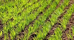 کاشت بیش از 4 هزار هکتار گندم در خرم بید