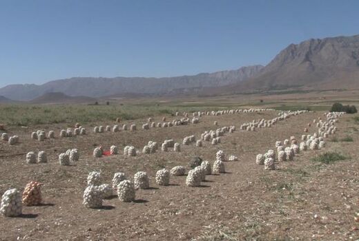 برداشت محصول پیاز از ۲۶۰ هکتار از مزارع شهرستان فریدونشهر