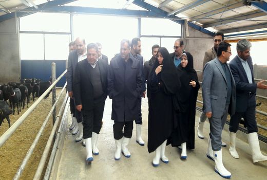 بازدید استاندار و رئیس سازمان جهاد کشاورزی قزوین از بزرگترین مرکز پرورش بز مورسیا در کشور