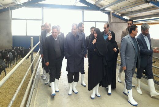 بازدید استاندار و رئیس سازمان جهاد کشاورزی قزوین از بزرگترین مرکز پرورش بز مورسیا در کشور