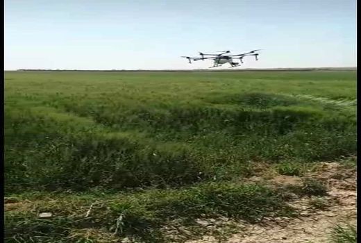 ۵۰۰ هکتار مزرعه گندم‌ شهرستان ری توسط پهباد سمپاشی شد