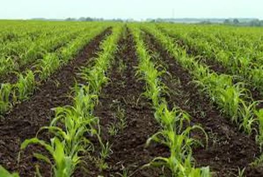 آغاز کاشت ذرت تابستانه در فارس
