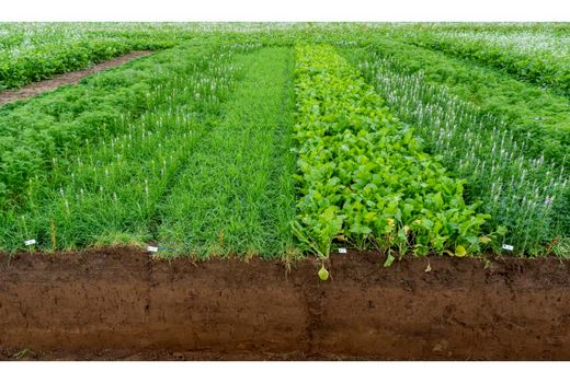 گیاهان پوششی؛ مدافعان خاک 